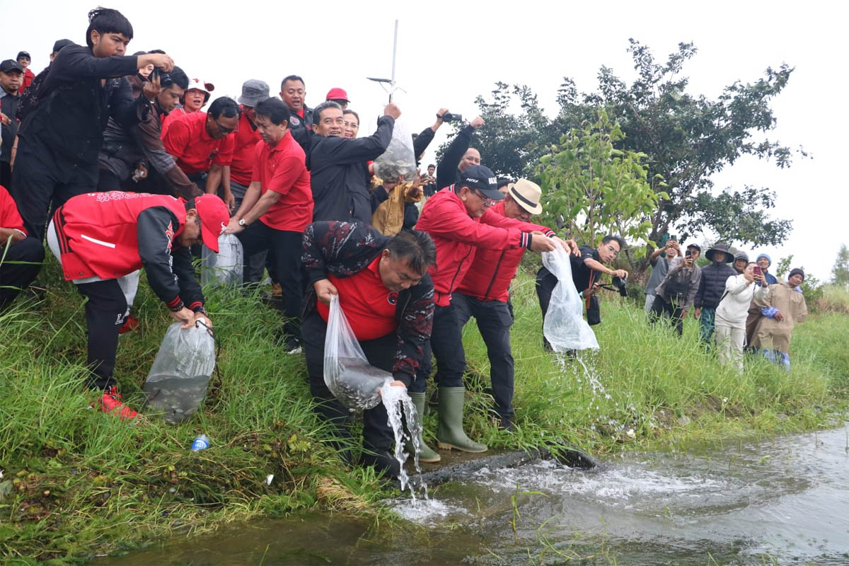 PDIP Bali Tebar Puluhan Ribu Ikan di Danau Buyan, Wujud Cinta Lingkungan ala Megawati Soekarnoputri