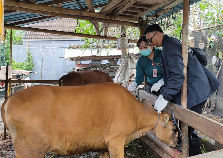 Vaksinasi Sasar 4 Kecamatan, Pemkot Denpasar Cegah Penyebaran Penyakit Mulut dan Kuku