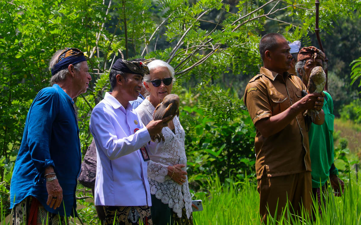 Bambu Indah Lepas Burung Hantu, Lindungi Persawahan Bongkasa dari Serangan Hama Tikus