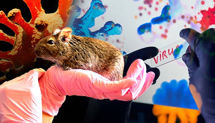 Belum Ada Suspek Hantavirus di Bali, Warga Diimbau Tetap Waspada