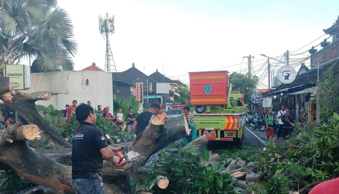 Antisipasi Pohon Tumbang, DLHK Kota Denpasar Galakkan Perompesan Rutin